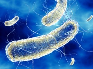 Bacillus Licheniformis